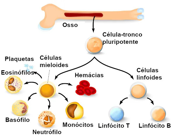 Medula óssea