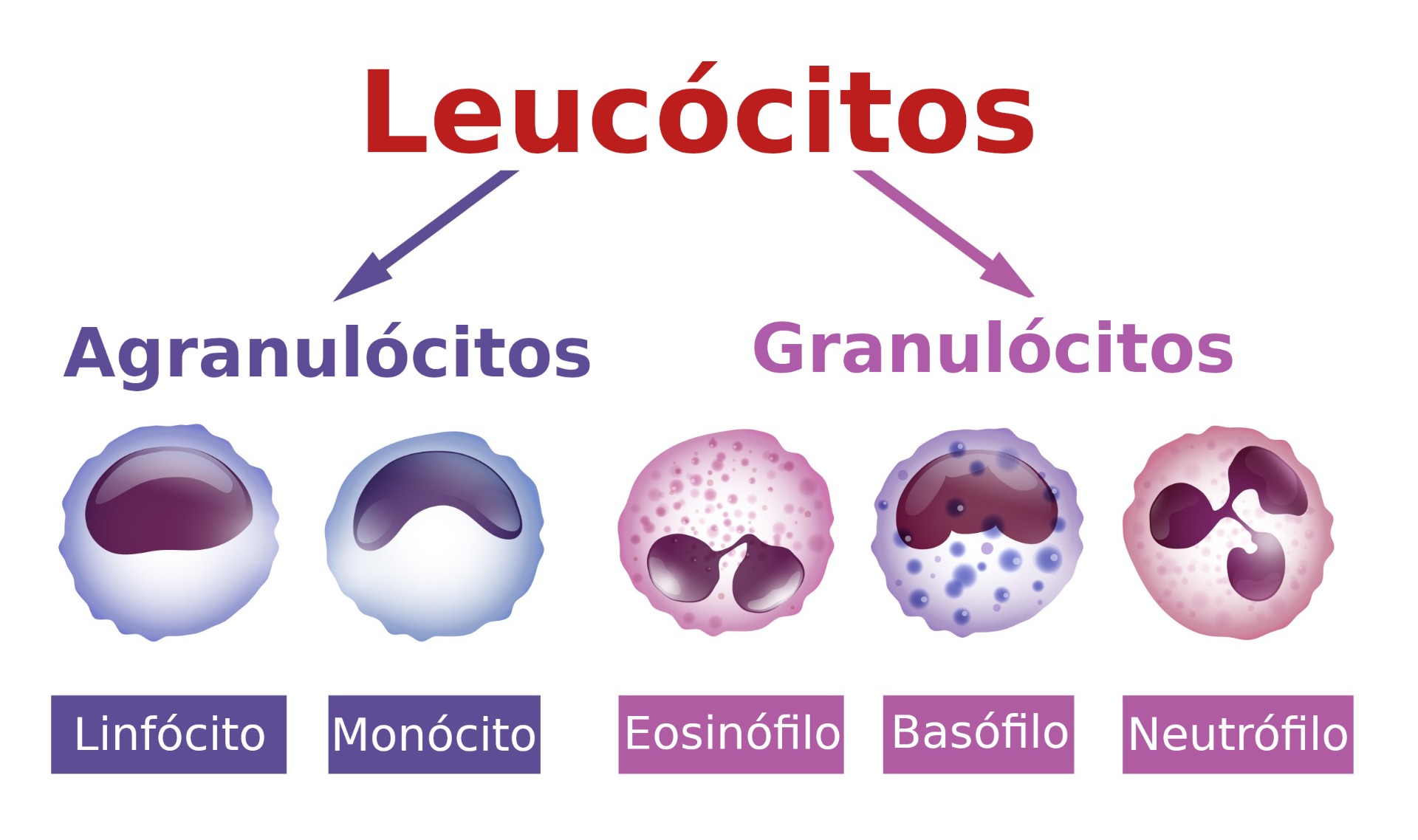 Morfologia Leucócitos