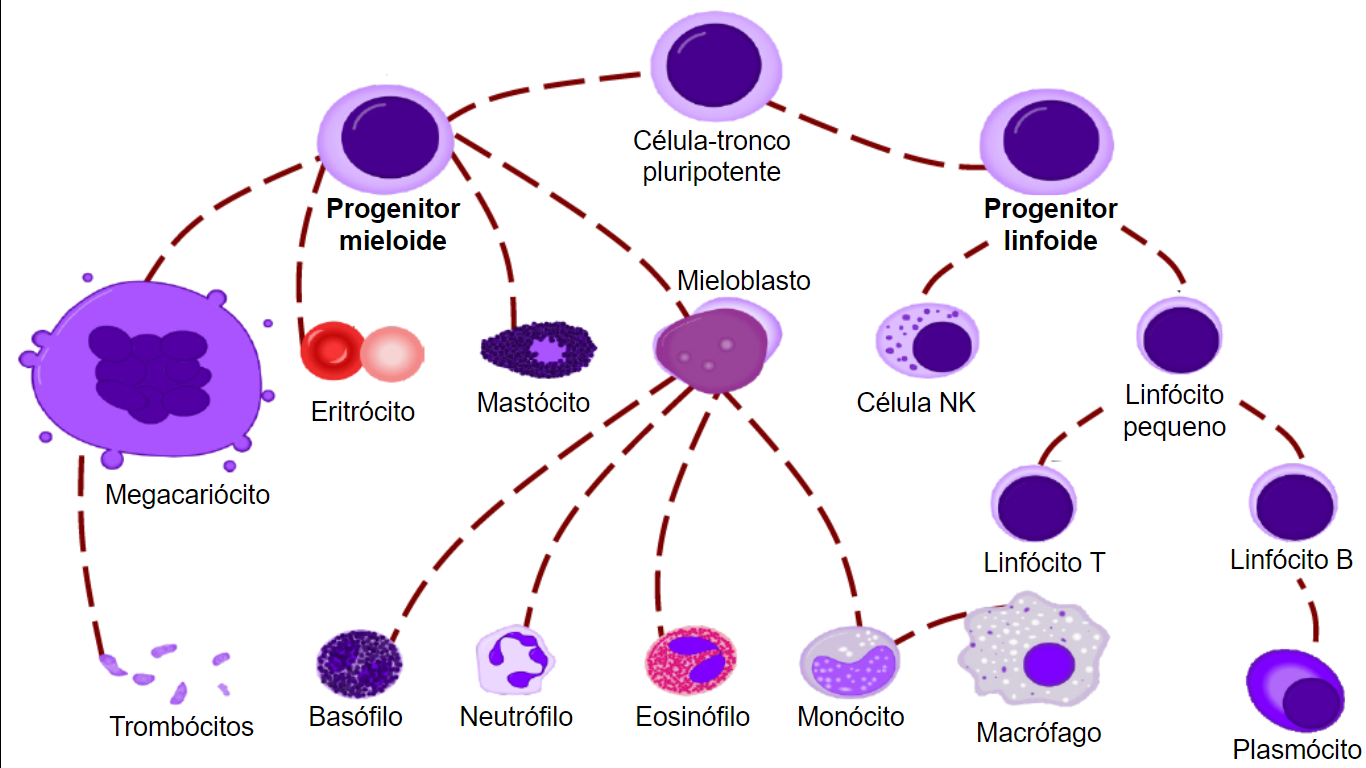 Linhagem mieloide